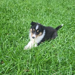 Miss America - Black white and tan female Collie puppy in Buchanan, Georgia from Lacey's Lassies