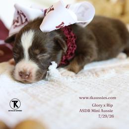 Alani- Red Tri Female - Red tri female Miniature Australian Shepherd puppy in Nacogdoches, Texas from TK Standard, Mini, & Toy Aussies