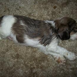 Cocker Spaniel All Grown Up from Joron Cockers