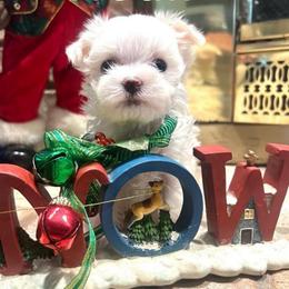 Noah - White male Maltese puppy in Hephzibah ( Richmond County ), Georgia from Healing Pawz LLC