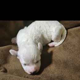 Carl - White male Bichon Frise puppy in Cave City, Kentucky from Loretta's Pups