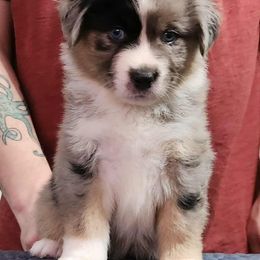 Dark Pink Girl - Blue merle female Miniature American Shepherd puppy in Norfolk, Virginia from Givadem