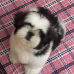 BOY 1 - Red and white male Shih Tzu puppy in Centralia, Washington from FRUFFLES SHIH TZUS