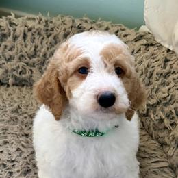 Snickers - Parti male Goldendoodle puppy in Pensacola, Florida from Goldendoodles Love You in Pensacola Friend Edition