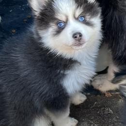 Belle - Blue female Pomsky puppy in Henderson, Kentucky from Paris Pomskies