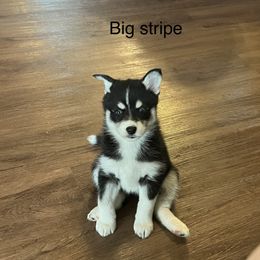 Pomsky Puppies from Farrah's Pomskies