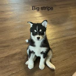 Pomsky Puppies from Farrah's Pomskies