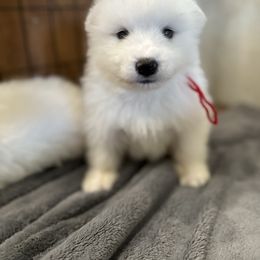 Red - White male Samoyed puppy in Paulden, Arizona from Carefree Samoyeds & Deserthills Labradors