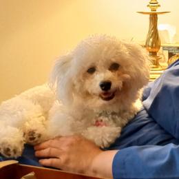 Havanese and Poodle All Grown Up from Faithful Hearts Kennel