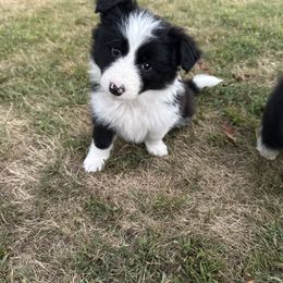 Bandit - Black and white female Border Collie puppy in Barnstead, New Hampshire from Pettigrew's Border Collies
