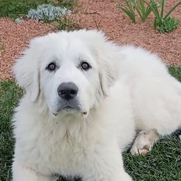 Great Pyrenees Puppies from Outlaw Acres Farm & Kennels