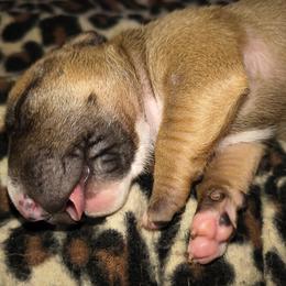 Boy 2 - Red male Miniature Bull Terrier puppy in Denton, North Carolina from Rossi River Minibulls