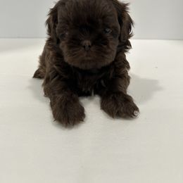 Shih Tzu Puppies from Moore Shih Tzus