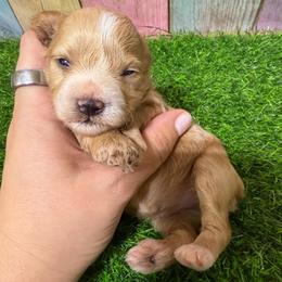 Cherri - Wheaten female Miniature Schnauzer puppy in Lufkin, Texas from C&K’s Schnauzer House