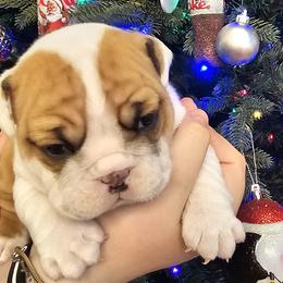 Bulldogs from Tennessee Finest Bulldogs