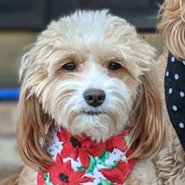 Bailee - Goldendoodle