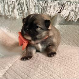 Little Sable Boy white markings - Orange sable male Pomeranian puppy in Kelso, Washington from Highlander Pomeranians