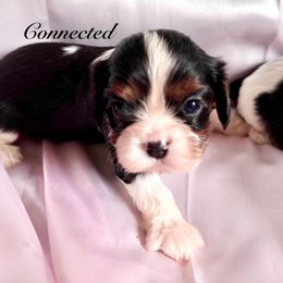 AKC Connected - Tri-color Cavalier King Charles Spaniel puppy in Louisville, Kentucky from Ali-Mae Cavaliers