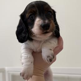 Girl 1 - female Dachshund puppy in Linwood, North Carolina from Queen of Weens Mini Dachshunds
