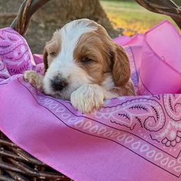 Pink (Mila) - Parti female Goldendoodle puppy in Celina, Texas from Kennedy Doodles