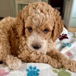 Beth - Apricot female Goldendoodle puppy in Pensacola, Florida from Goldendoodles Love You in Pensacola Friend Edition
