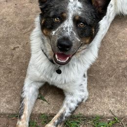 Australian Cattle Dog, Australian Shepherd, Companion Cross, and Miniature Australian Shepherd Puppies from MK Aussies