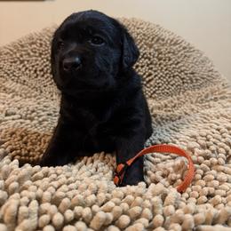 Orange Girl - Black female Labrador Retriever puppy in North Pole, Alaska from Mulberry Retrievers