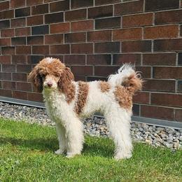 Earl - Parti male Poodle puppy in Puyallup, Washington from Pure Parti Poodles