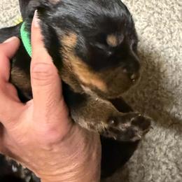 Boy2 - Black and mahogany male Rottweiler puppy in Bartonsville, Pennsylvania from Karol's Rottweilers