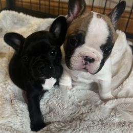 French Bulldog Puppies from Yellowstone Frenchies