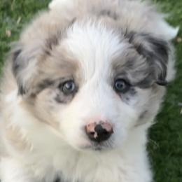 AKC CHAMPION BLOODLINE-  COOKIES N CREAM - Sable merle male Border Collie puppy in Conroe, Texas from Aloha Border Collies- AKC Champion Bloodline