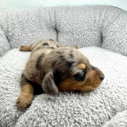AKC Oreo - Dapple male Dachshund puppy in Laveen, Arizona from Acosta Kennel