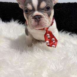 French Bulldog Puppies from Top Billin' Frenchies, LLC
