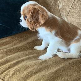 Avion's Cavaliers - Blenheim male Cavalier King Charles Spaniel puppy in New Braunfels, Texas from Avion's Cavaliers