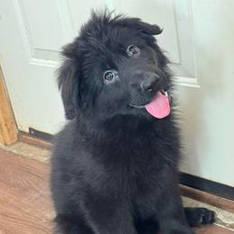 Gamora - Black female German Shepherd puppy in Garland, Maine from Vom Schön Traumhund