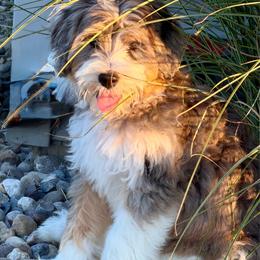 Kai - gorgeous girl - Merle female Bernedoodle puppy in Bowling Green, Ohio from Windy Creek Doodles