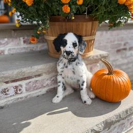Dalmatian Puppies from Spotted Jewels Dalmatians
