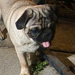 Sasha - Pug