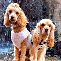 Cockapoos from Something to Bark About Dog Training