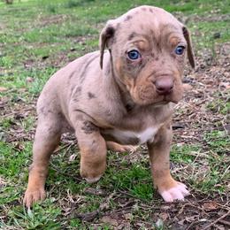 Female 2 - Red merle female Catahoula Leopard Dog puppy in Gadsden, Alabama from Rich Cat’s