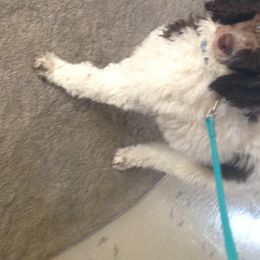 Poodle Puppies from 406 Poodles