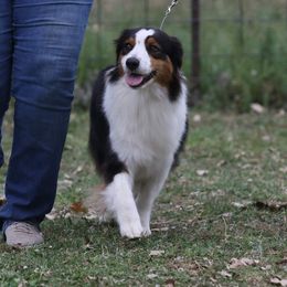 Australian Shepherd All Grown Up from Bur Oak Aussie's