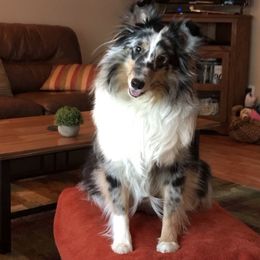 Trinity  - Shetland Sheepdog