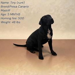 Girl - call name: Tiny - Fawn female Mastiff puppy in Racine, Wisconsin from FrontlineK9 Boarding & Training LLC