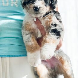Aussiedoodle, Bernedoodle, Goldendoodle, and Poodle Puppies from Teddy Doodles & Standard Poodles