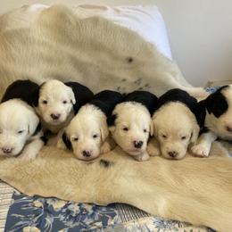 Show Pick Male Puppy 2 - Gray and white male Old English Sheepdog puppy in Tulsa, Oklahoma from Yadah Sheepdogs