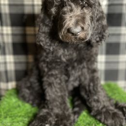 Goldendoodle and Poodle Puppies from Doodles by Design