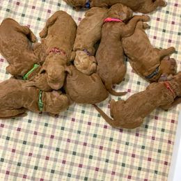 Goldendoodle Puppies from Bear Ridge Doodles