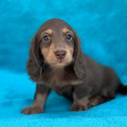 Brody - Chocolate and tan male Dachshund puppy in Lincoln, Arkansas from Red Dirt Dachshunds