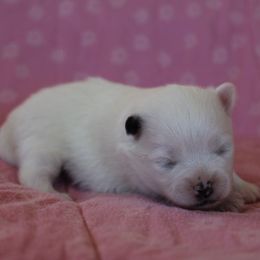 Tinsel - Black parti female Pomeranian puppy in San Marcos, Texas from Hill Country Poms